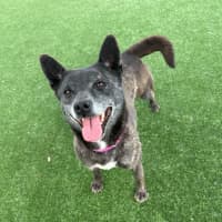 Photo of Meadow Imp 1938