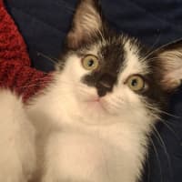 Photo of Tulip