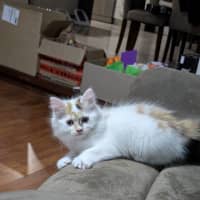Photo of Lucy (Was Strudel)