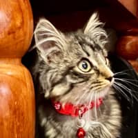 Photo of Koda Sim