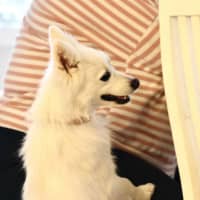 Photo of Peaches 
