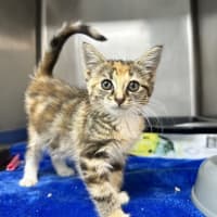 Photo of Sweet Pea