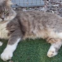 Photo of Mishka