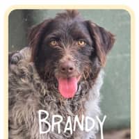 Photo of Brandy