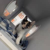 Photo of Betty Rubble 