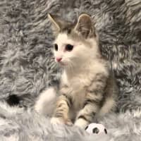 Photo of Moxie