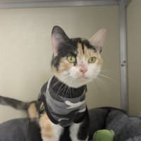 Photo of 🎀 Lucinda 6643 🎀