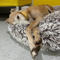 Photo of Sissy The Greyhound
