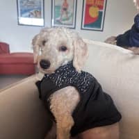 Photo of Tilly