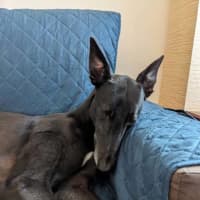 Photo of Blakey, The Greyhound