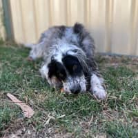 Photo of Pippa