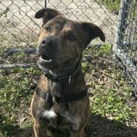 Photo of Atlas