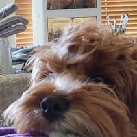 Photo of Lucy