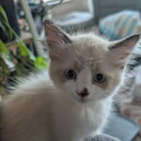 Photo of Huckleberry
