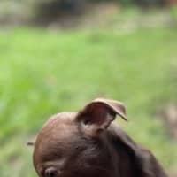 Photo of Mocha