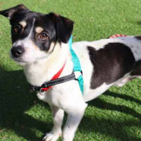 Photo of Coco