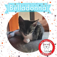 Photo of Belladonna *9 Lives Project Rescue*