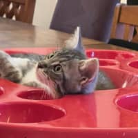 Photo of Ollie And Mowgli