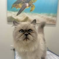 Photo of Violet