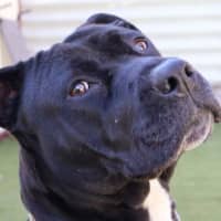 Photo of Gracie