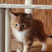 Photo of Redbeard