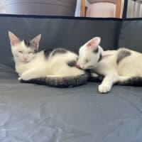 Photo of Edward (With Alice)