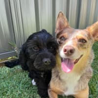 Photo of Chase   10 Month Old Cavoodle