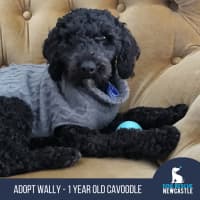 Photo of Wally   1 Year Old Cavoodle (Hold)