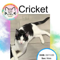 Photo of Cricket
