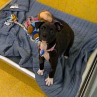 Photo of Nova