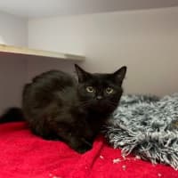 Photo of Salem