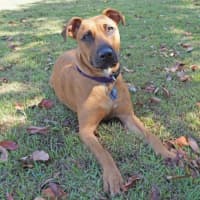 Photo of Scooby