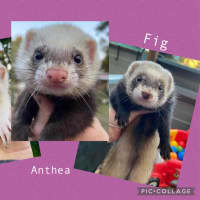 Photo of Fig, Anthea & Danger Mouse