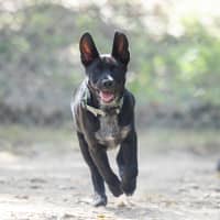 Photo of Dexter