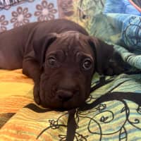 Photo of Lj (Lucille Junior)