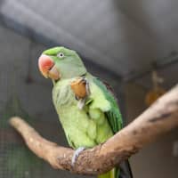 Photo of Nalu