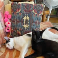 Photo of Julien   9 Month Old Domestic Short Hair