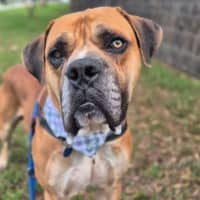 Photo of Goliath