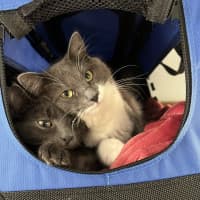 Photo of Ash (Bonded To Lyra)
