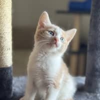 Photo of Preston And Brianna   9 Week Old Dsh