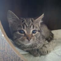 Photo of Moose