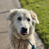 Photo of Willow