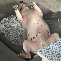 Photo of Dozer