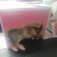 Photo of Kira
