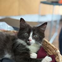 Photo of Winston