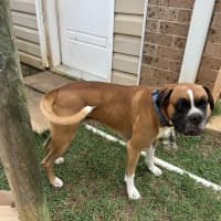 Photo of Barkley