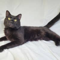 Photo of Butterscotch 