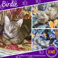 Photo of Birdie