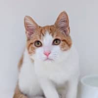 Photo of Ron