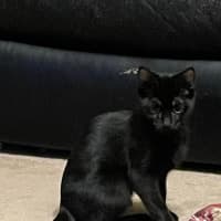 Photo of South   Meet Me At The Adoption Day 28/2